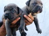 A Kalite Blue Cane Corso Yavrular