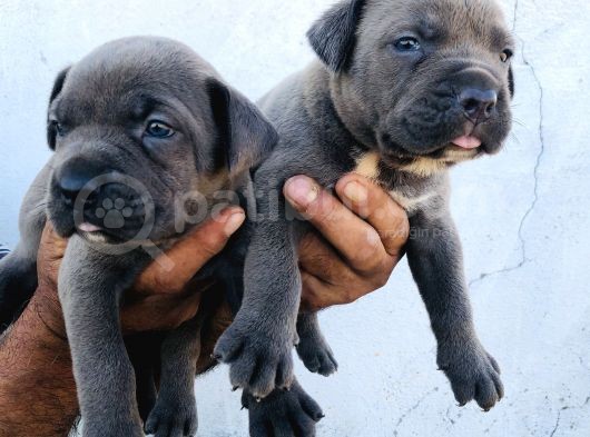 A Kalite Blue Cane Corso Yavrular görsel