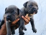 A Kalite Blue Cane Corso Yavrular
