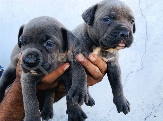 A Kalite Blue Cane Corso Yavrular görsel