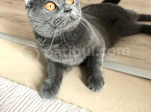 Acil Acil görsel