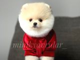 Safkan Teddy Face Pomeranian Yavrularımız