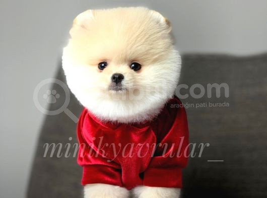 Safkan Teddy Face Pomeranian Yavrularımız