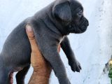 A Kalite Blue Cane Corso Yavrular