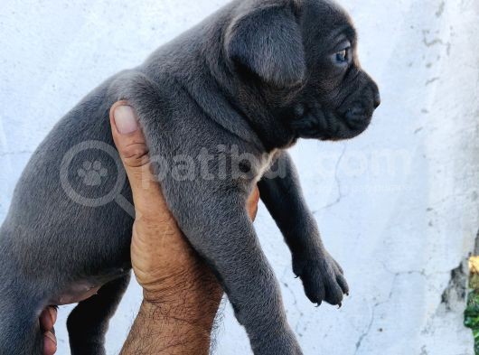 A Kalite Blue Cane Corso Yavrular görsel