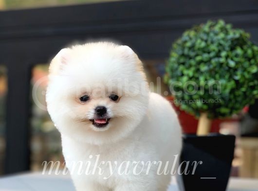 Safkan Teddy Face Pomeranian Yavrularımız görsel