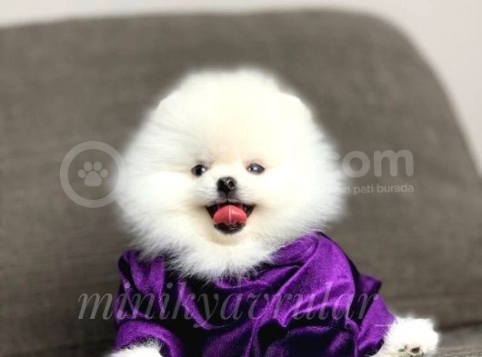 Irk Ve Sağlık Garantili Pomeranian Yavrularımız görsel