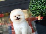 Safkan Teddy Face Pomeranian Yavrularımız