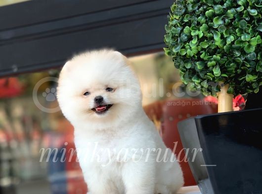 Safkan Teddy Face Pomeranian Yavrularımız