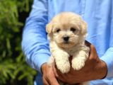 Yakışıklı Maltese Terrier
