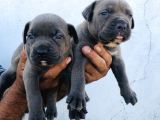 A Kalite Blue Cane Corso Yavrular