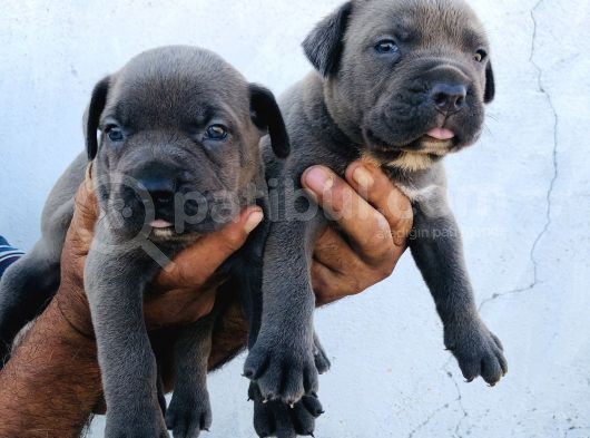 A Kalite Blue Cane Corso Yavrular görsel