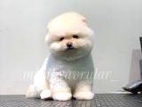 Ayı Surat Irk ve Sağlık Garantili Maltipoo Yavrularımız