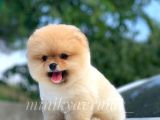 Irk Ve Sağlık Garantili Pomeranian Yavrularımız