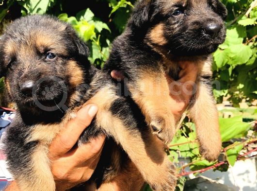 A Kalite Alman Çoban Yavruları