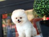 Safkan Teddy Face Pomeranian Yavrularımız