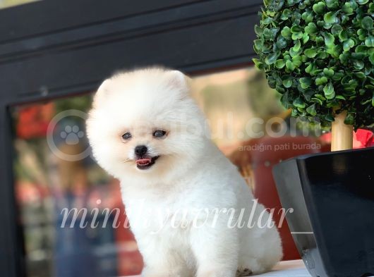 Safkan Teddy Face Pomeranian Yavrularımız görsel