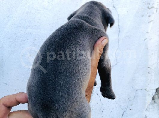 A Kalite Blue Cane Corso Yavrular görsel