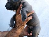 A Kalite Blue Cane Corso Yavrular