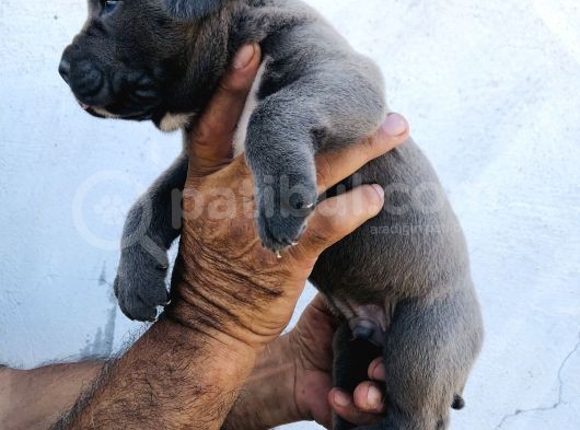A Kalite Blue Cane Corso Yavrular görsel