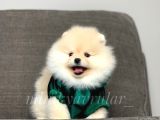 Irk Ve Sağlık Garantili Pomeranian Yavrularımız