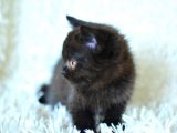 Siyah British Shorthair