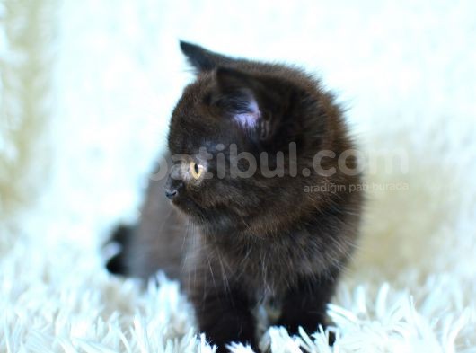 Siyah British Shorthair görsel