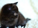 Siyah British Shorthair