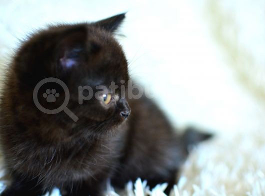 Siyah British Shorthair görsel