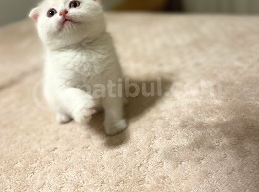 Dişi Longhair