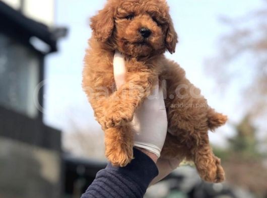 Toy Poodle Yavrular görsel