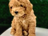 Toy Poodle Yavrular