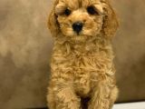 Toy Poodle Yavrular