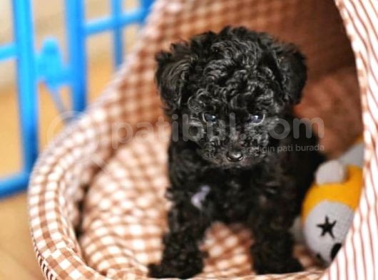 Toy Poodle Yavrular görsel