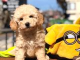 4 Aylık Toy Poodle Yavrular