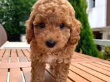 Toy Poodle Yavrular