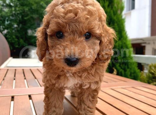 Toy Poodle Yavrular görsel