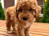 Toy Poodle Yavrular