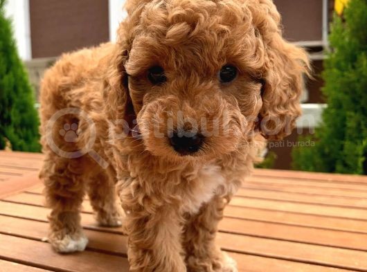 Toy Poodle Yavrular görsel