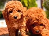 Toy Poodle Yavrular