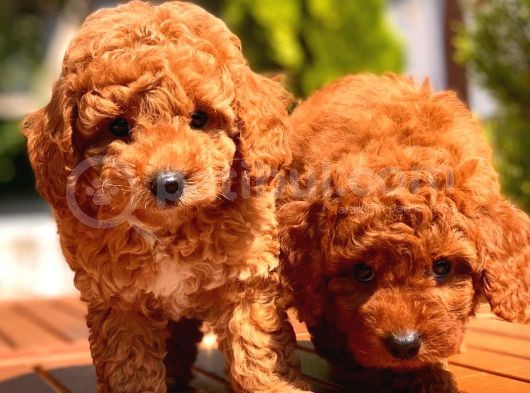 Toy Poodle Yavrular görsel