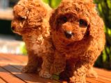 Toy Poodle Yavrular
