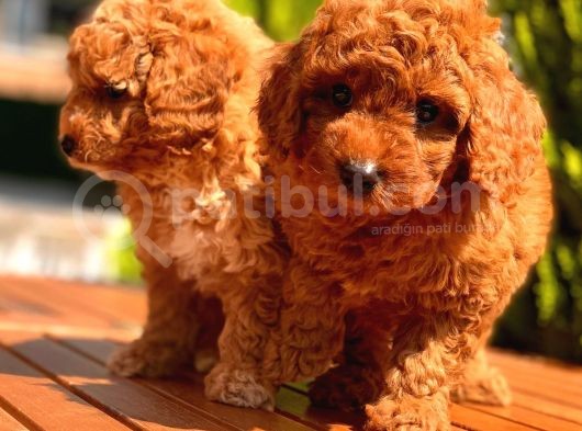 Toy Poodle Yavrular görsel