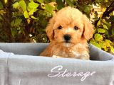 Toy Poodle Yavrular