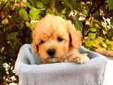 Toy Poodle Yavrular