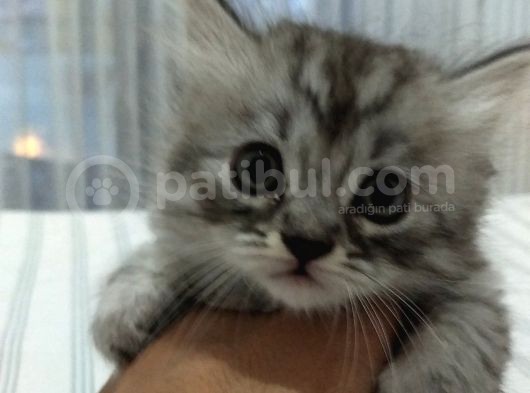 Dünya Tatlısı Chinchilla Yavrularımız görsel
