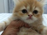 Dünya Tatlısı Chinchilla Yavrularımız