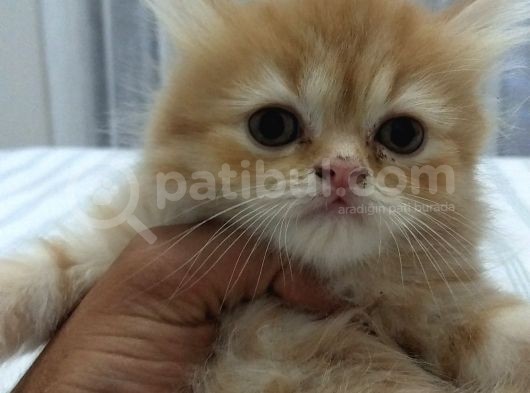 Dünya Tatlısı Chinchilla Yavrularımız