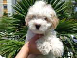 3 Aylık Dişi Ve Erkek Maltipoo Yavrularım
