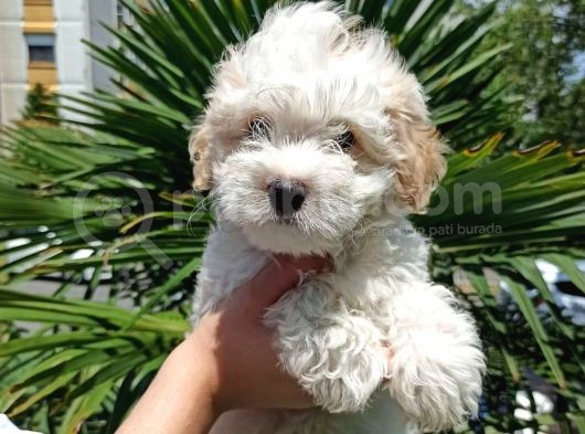 3 Aylık Dişi Ve Erkek Maltipoo Yavrularım görsel